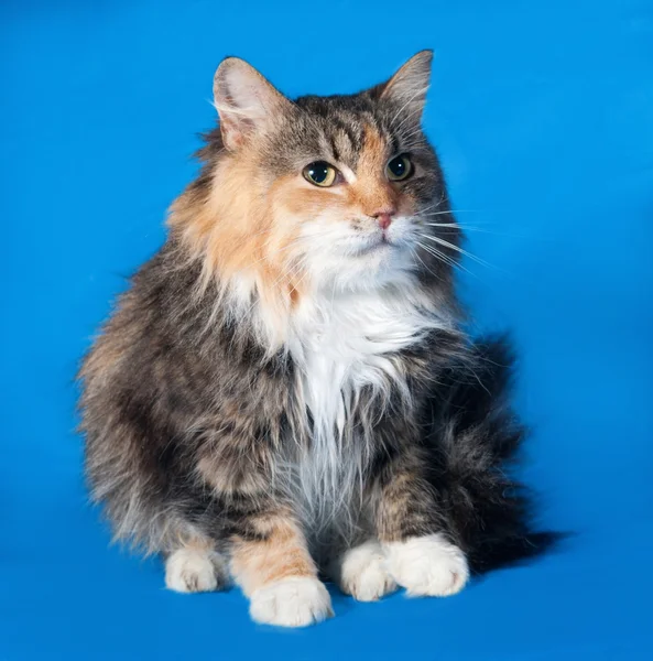 Tricolor gato sentado en azul —  Fotos de Stock