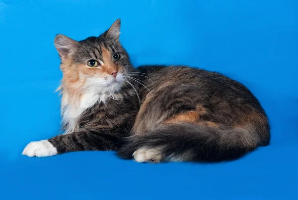 Tricolor Katze liegt auf blau — Stockfoto