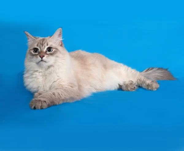 Sibirische Katze Seehundspitze liegt auf blau — Stockfoto