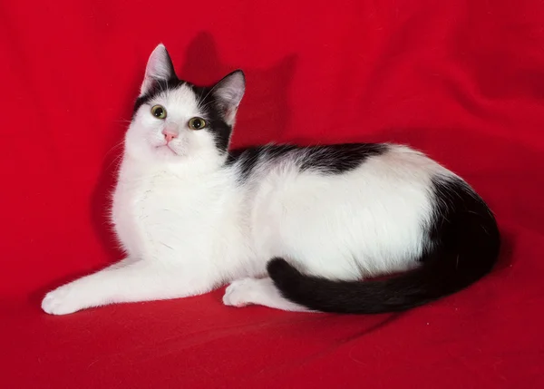 Biały z czarnymi plamami kotka leżącego na czerwono — Zdjęcie stockowe