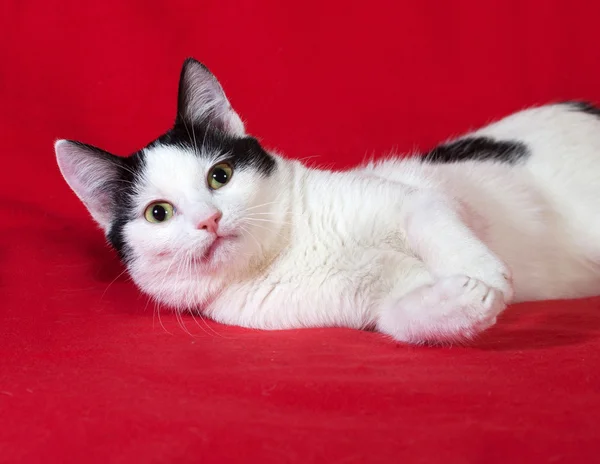 Bianco con macchie nere gattino sdraiato sul rosso — Foto Stock