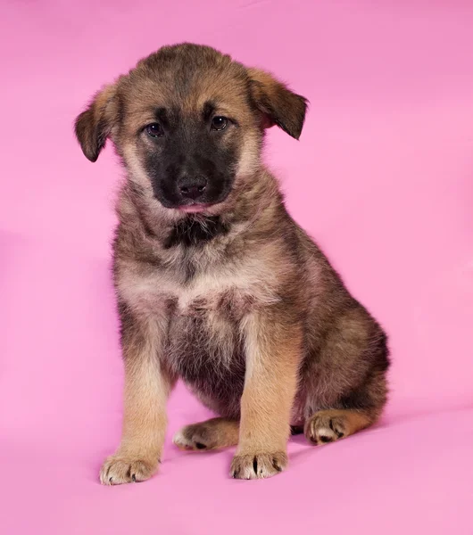 Коричневый щенок сидит на розовом — стоковое фото