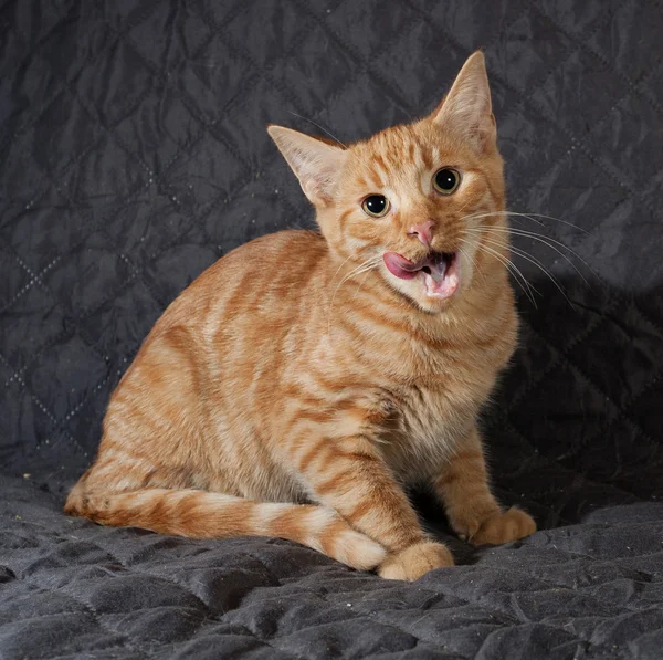 Gember kitten vergadering en de gewatteerde bedspread likte op — Stockfoto