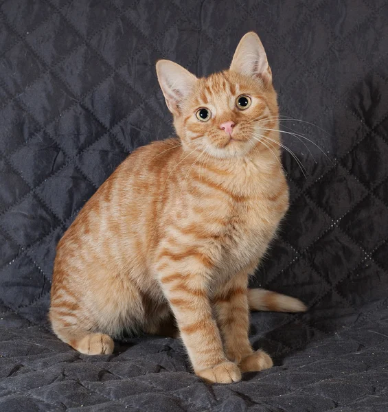 Ginger kattunge sitter på quiltade överkast — Stockfoto