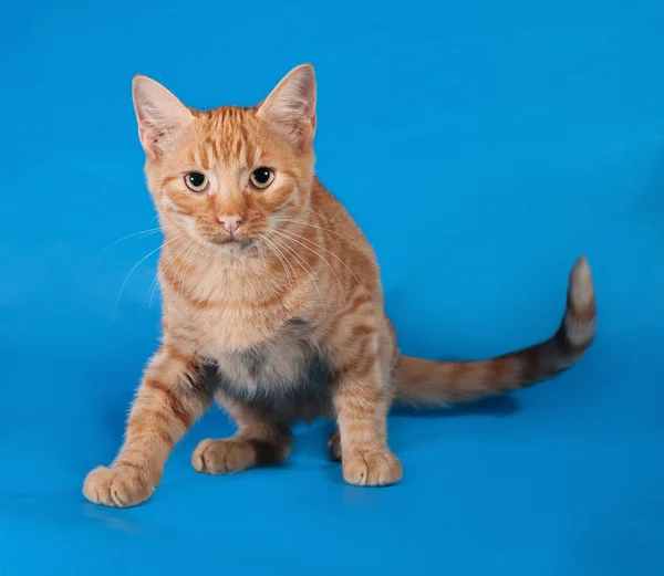 Gatinho de gengibre sentado no azul — Fotografia de Stock