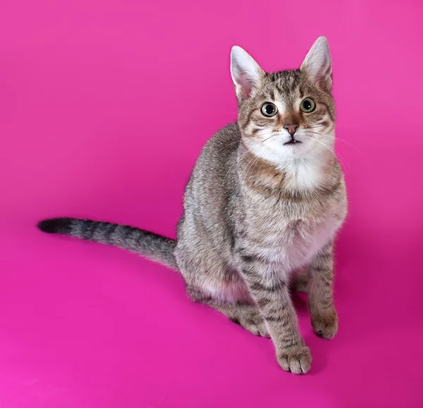 Prokládané kotě sedící na růžové — Stock fotografie