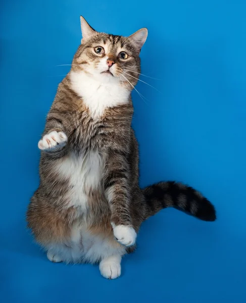 Tabby and white cat with sick eyes sitting on blue — Stock Photo, Image