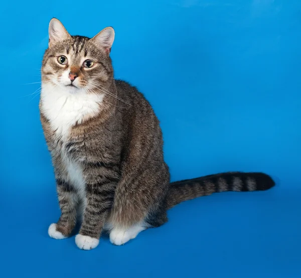 Tabby y gato blanco con los ojos enfermos sentados en azul — Foto de Stock