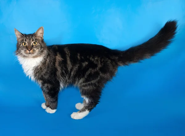 Tabby a pelo lungo e gatto bianco in piedi su blu — Foto Stock