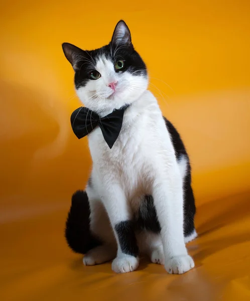 Chat blanc et noir en nœud papillon assis sur jaune — Photo