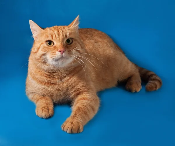 Ginger gato tabby deitado no azul — Fotografia de Stock