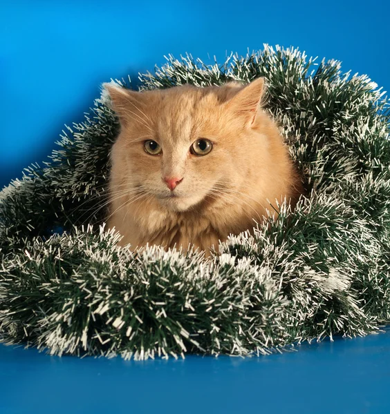 Ginger fluffy cat sitting with Christmas tinsel on blue — Stock Photo, Image