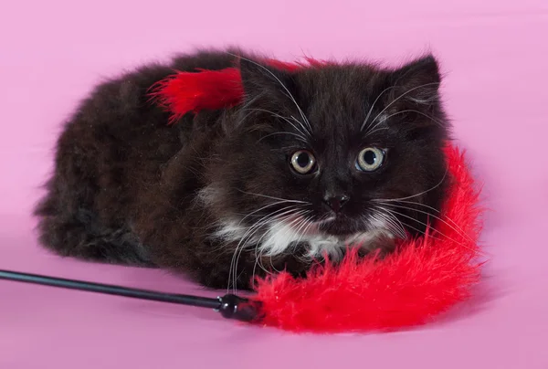 Pluizig zwart katje liggend op roze achtergrond met speelgoed — Stockfoto