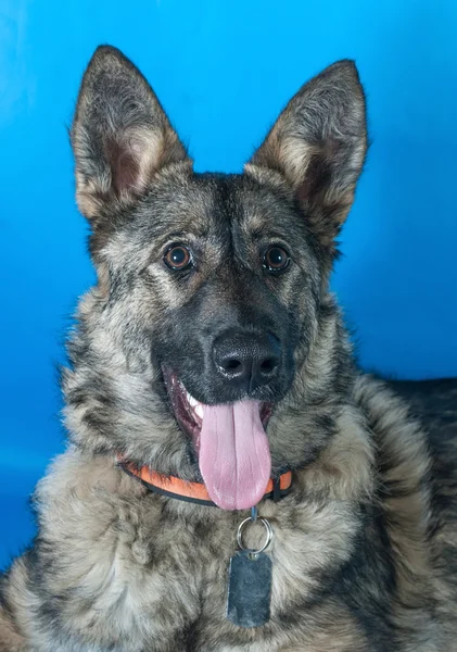 Cinza cão desgrenhado em colarinho vermelho em azul — Fotografia de Stock