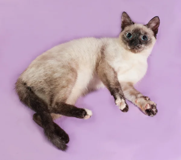 Chaton thaïlandais couché sur violet — Photo