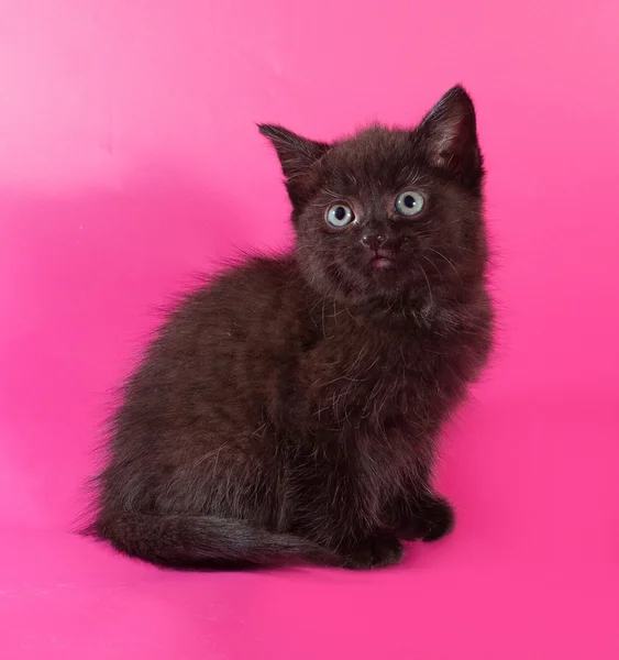 Negro esponjoso gatito sentado en rosa —  Fotos de Stock