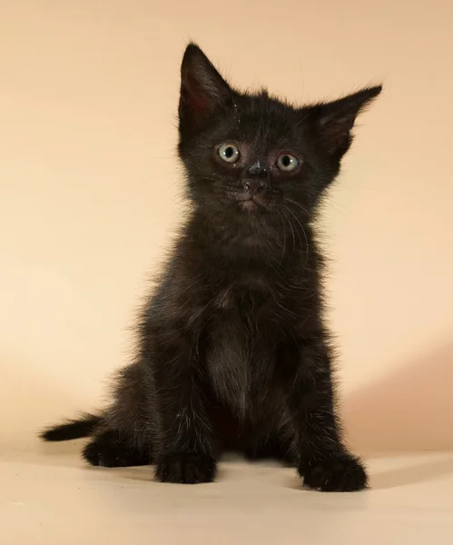 Sarı üzerinde oturan siyah yavru kedi — Stok fotoğraf