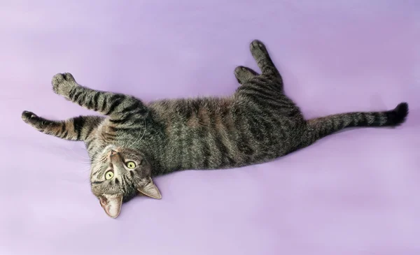 Tabby cat with green eyes lying on purple — Stock Photo, Image