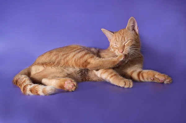 Red cat washes on lilac — Stock Photo, Image