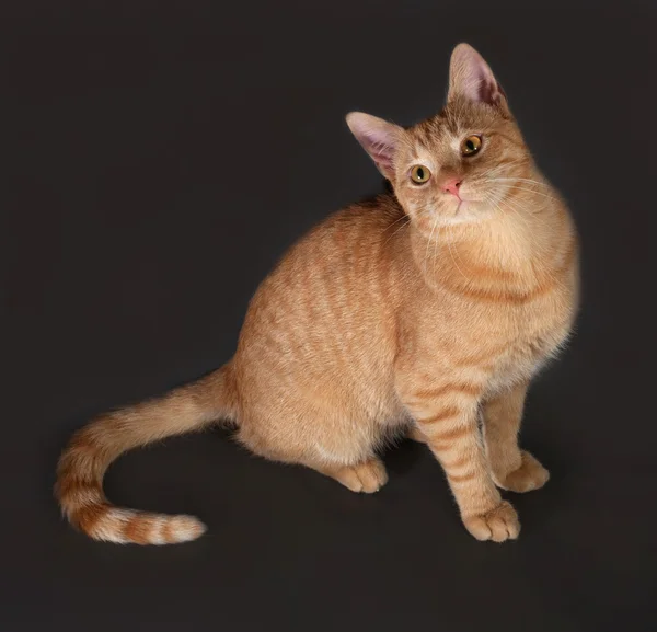 Ginger zaprawa murarska kotek siedzi na ciemny szary — Zdjęcie stockowe