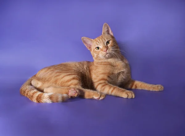 Gatto rosso sdraiato sul lilla — Foto Stock
