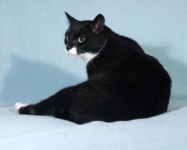 Gato blanco y negro acostado sobre azul —  Fotos de Stock