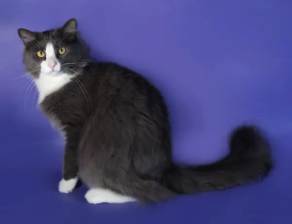 白の水玉青の上に座って大きな灰色のふわふわ猫 — ストック写真