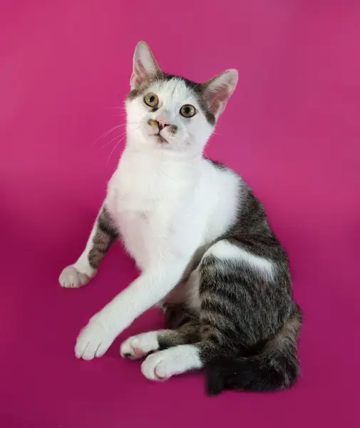 Gatito blanco adolescente con manchas negras sentado en rosa —  Fotos de Stock