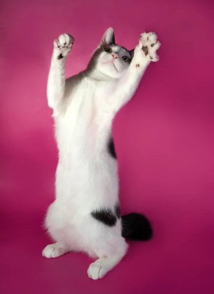 White kitten teenager with black spots  playing on pink — Stock Photo, Image