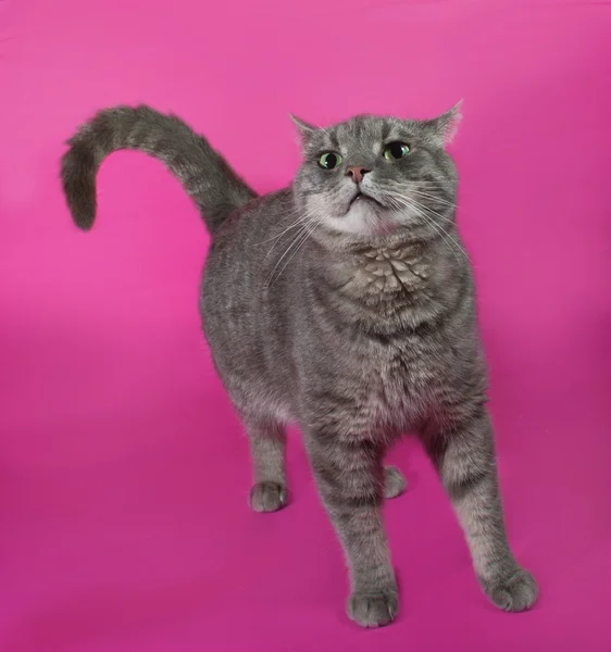 站在粉红色的条纹只灰色的猫 — 图库照片