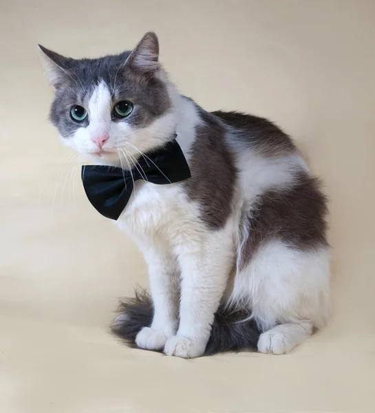 White cat with spots in bow tie sitting on yellow — Stock Photo, Image