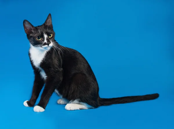 Black and white cat sitting on blue — Stock Photo, Image