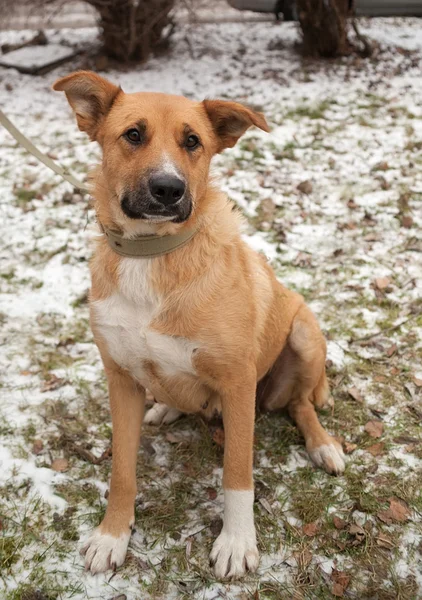 Red dog on leash standing on background of snow and grass — Stock Photo, Image