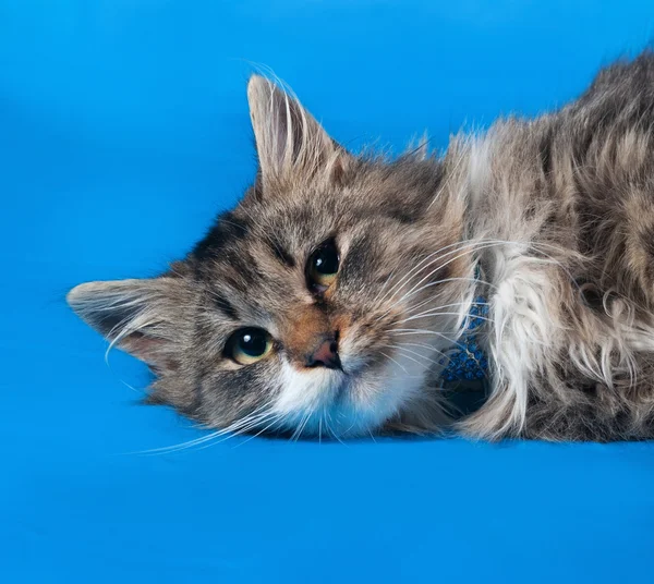 Flauschiges gestromtes und weißes Kätzchen liegt auf blau — Stockfoto