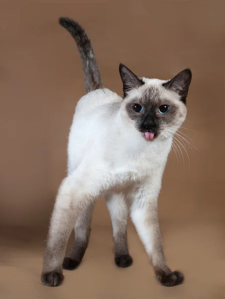 파란 눈 갈색에 서 있는 타이어 고양이 — 스톡 사진