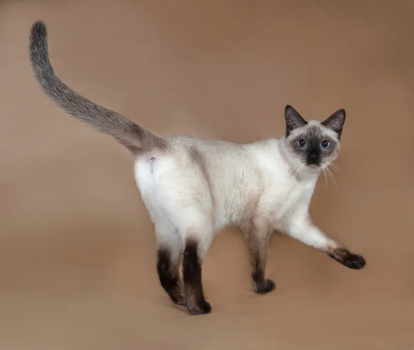 파란 눈 갈색에 서 있는 타이어 고양이 — 스톡 사진
