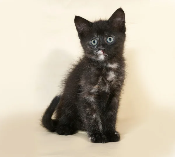 Tricolor kattunge sitter på gul — Stockfoto