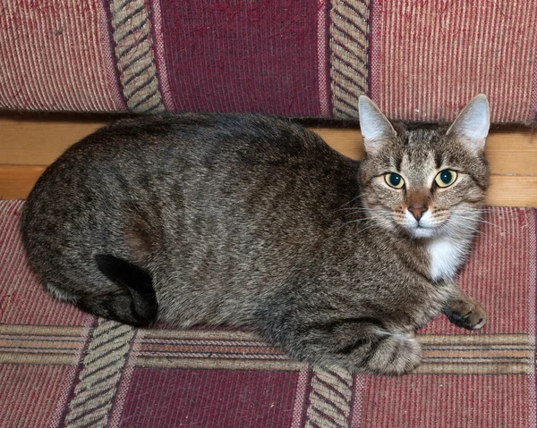 Striped cat lying on sofa — Stock Photo, Image