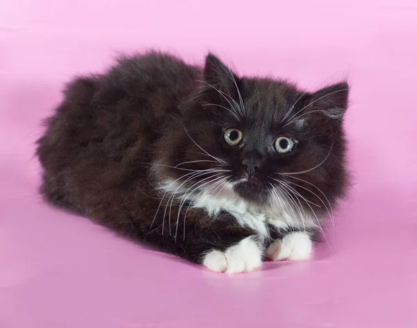 Morbido gattino nero sdraiato sul rosa — Foto Stock