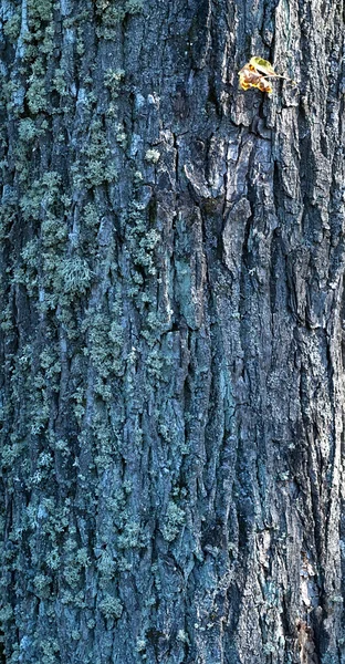 Texture de l'écorce d'arbre recouverte de mousse verte — Photo