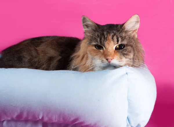 Tricolor cat lies on pillow — Stock Photo, Image