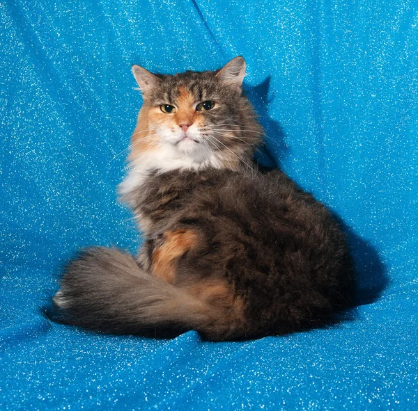 Tricolor cat lies on blue — Stock Photo, Image