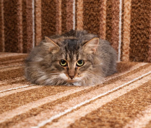 Fluffy tabby kitten lying on couch — Stock Photo, Image