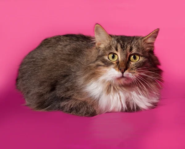 Fluffy tabby kitten lying on pink — Stock Photo, Image