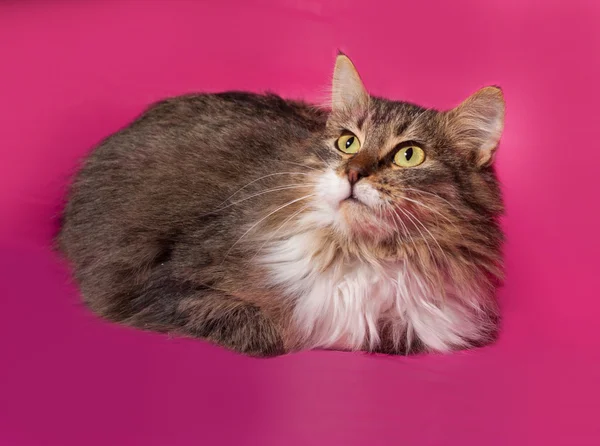 Fluffy tabby kitten lying on pink — Stock Photo, Image