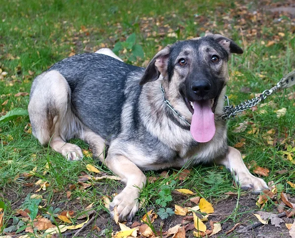 Brauner Hund im Metallhalsband auf grün — Stockfoto