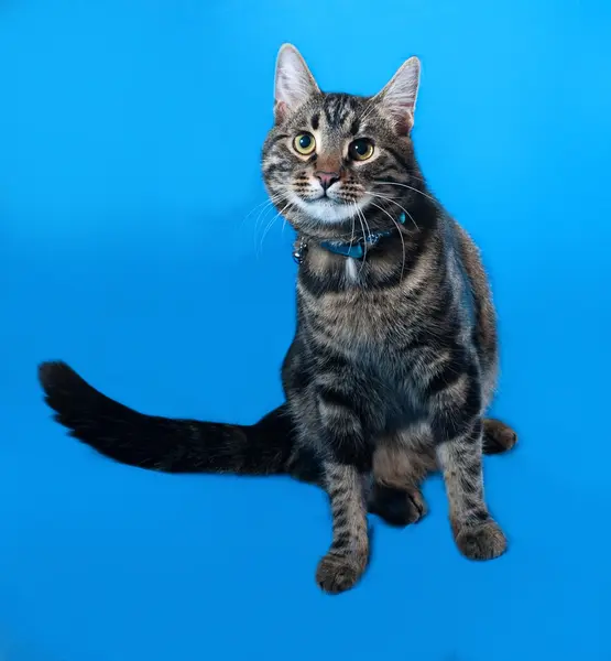 Tříbarevné kotě teenager na modré — Stock fotografie