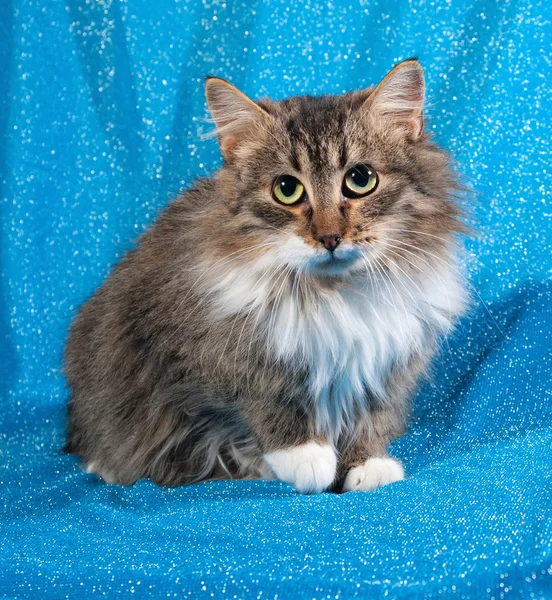 Fluffy tabby kitten sitting on blue — Stock Photo, Image