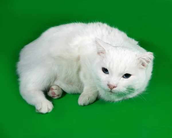 Gato branco deitado no verde — Fotografia de Stock