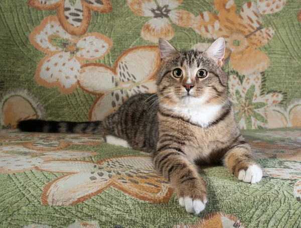 Tabby und weiße Katze liegen auf Couch — Stockfoto